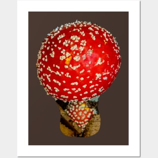 Fly Agaric Mushroom Posters and Art